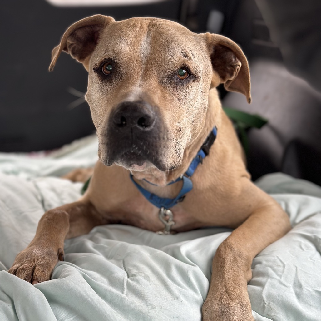 Charizard - Terrier, Pit Bull/Mixed Breed (Large)