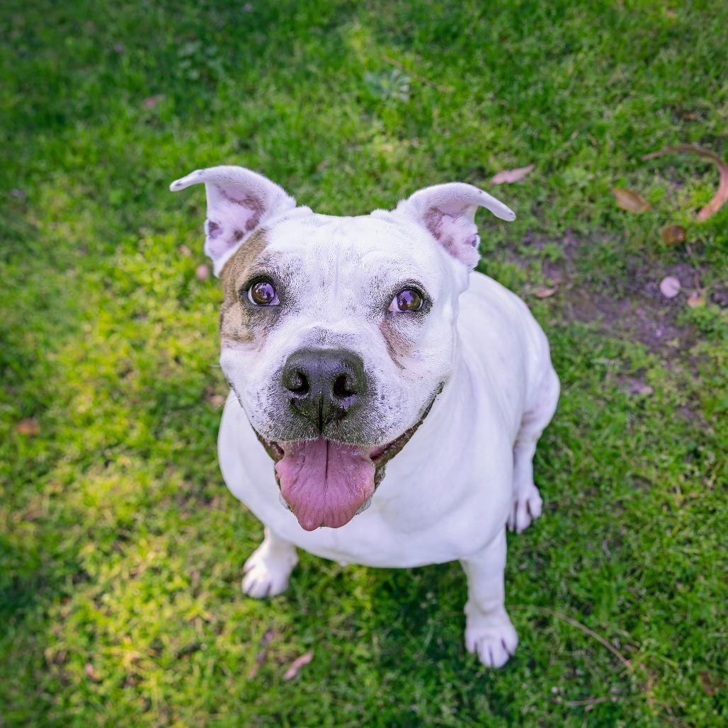 Coconut - Bulldog/Mix