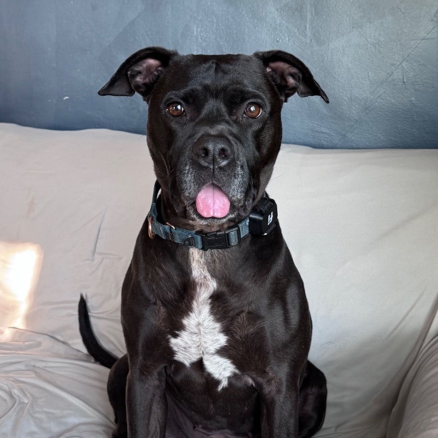 Smiles - Terrier, American Pit Bull/Mix