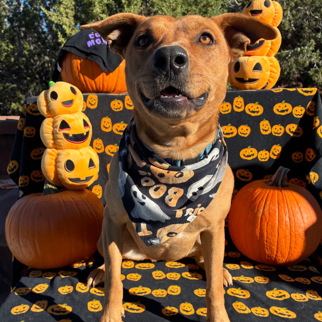 Buffy - Retriever, Labrador/Mix