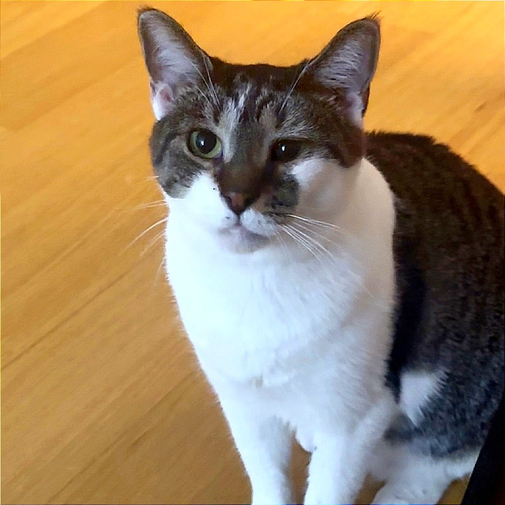 Barbara Gibb - Domestic Shorthair