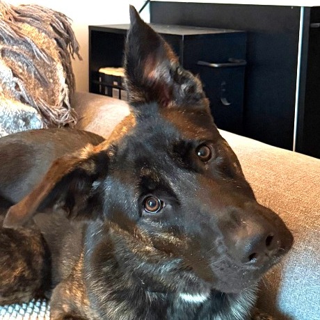 Brock - Mixed Breed (Large)