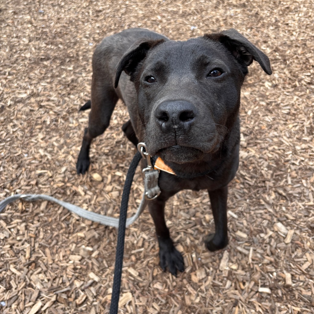 Coal - Retriever, Labrador/Mix