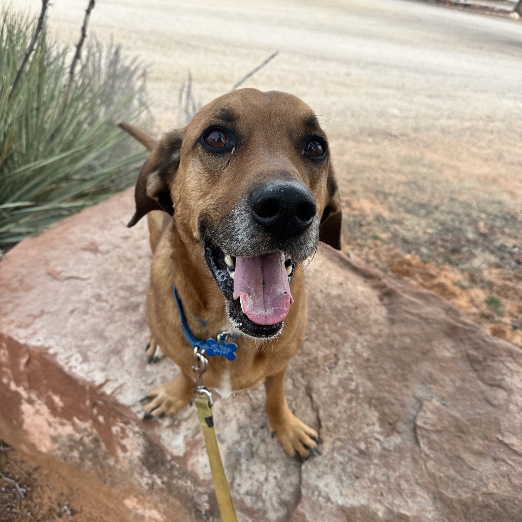 Brad - Hound, Basset/Shepherd, Belgian Malinois