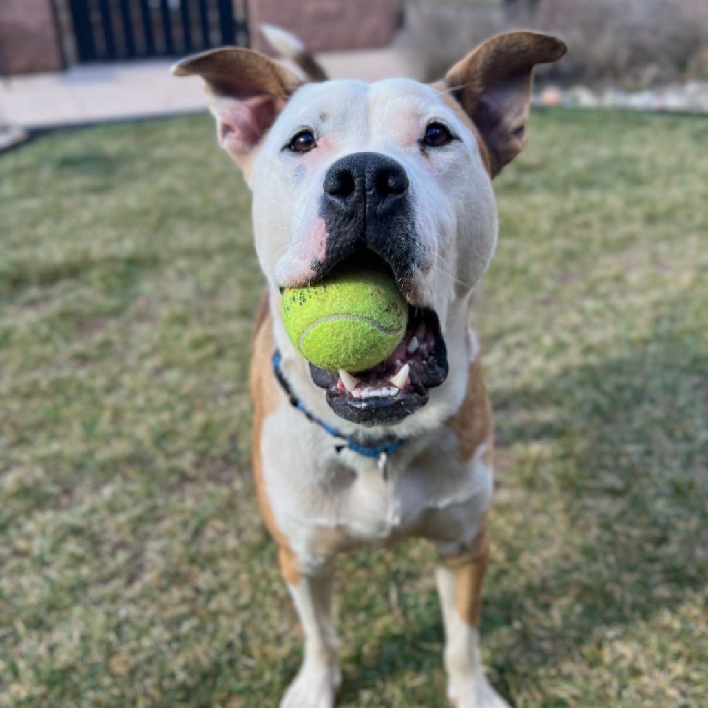 Axl - Terrier, American Staffordshire/Mixed Breed (Large)