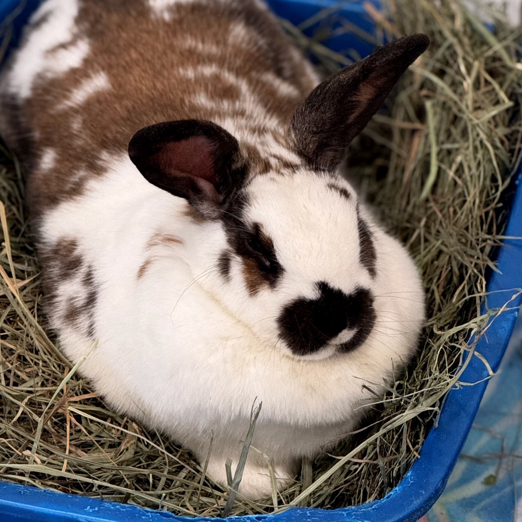 Tallulah - 