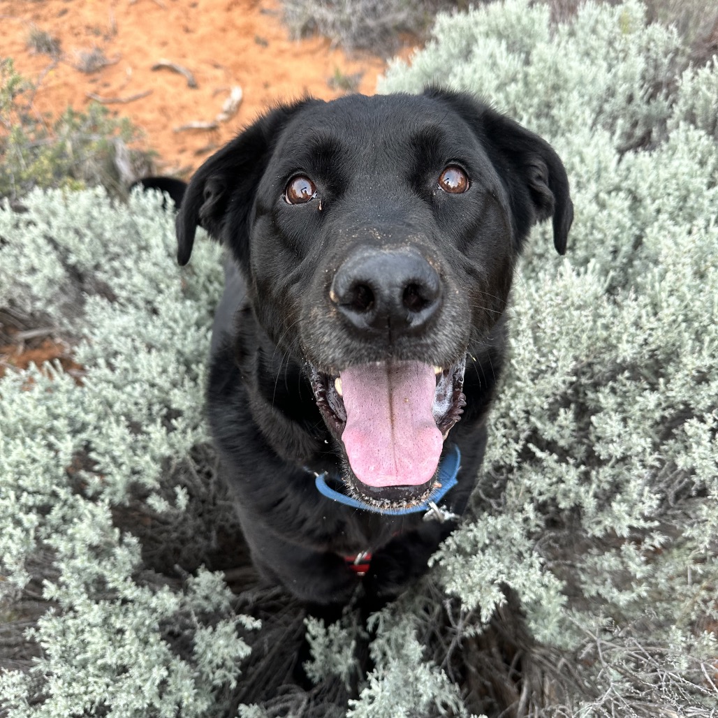 Kevin - Retriever, Black Labrador/Mixed Breed (Large)