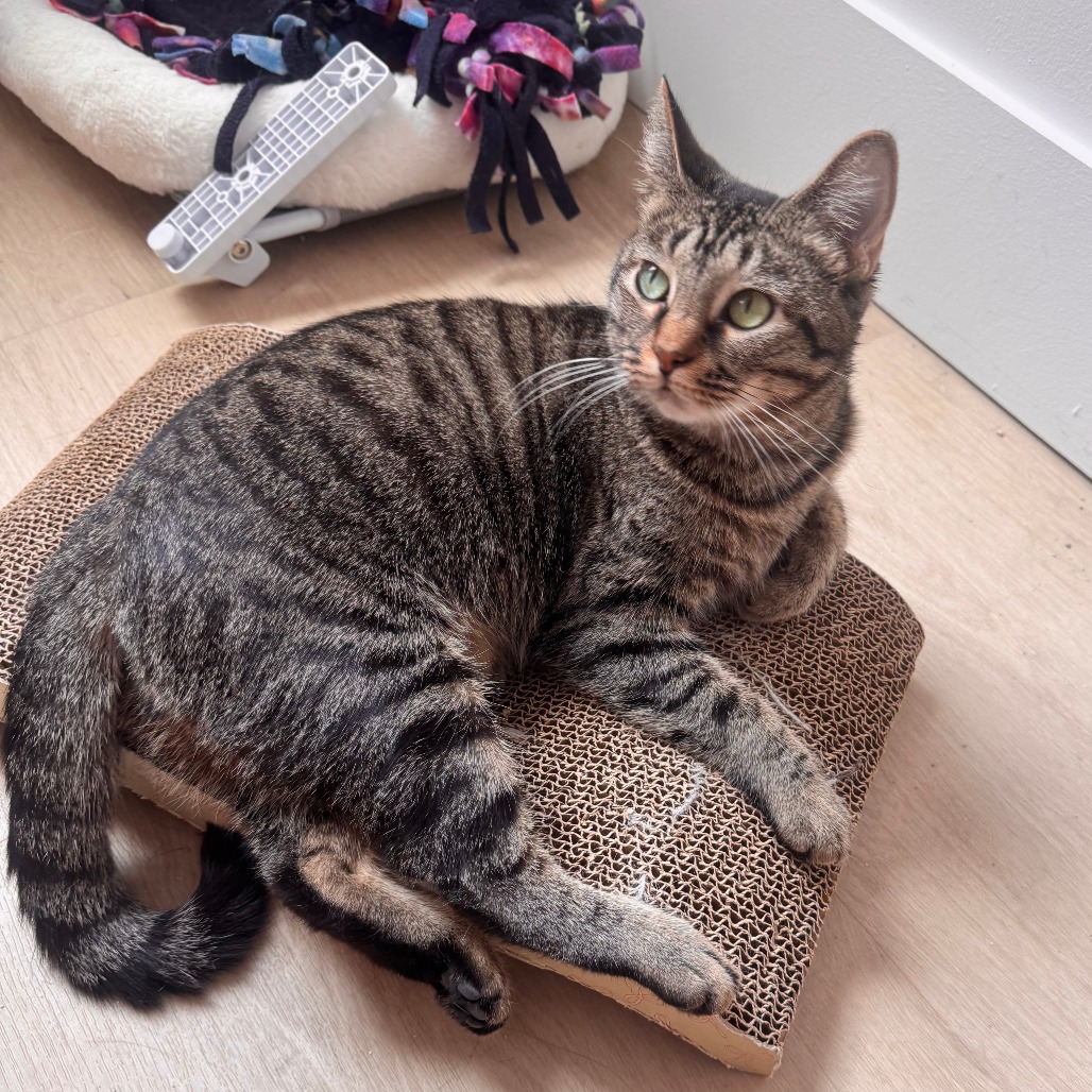 Baja Blast - Domestic Shorthair