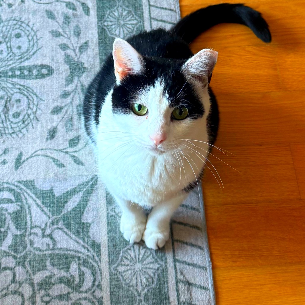 Alansa - Domestic Shorthair