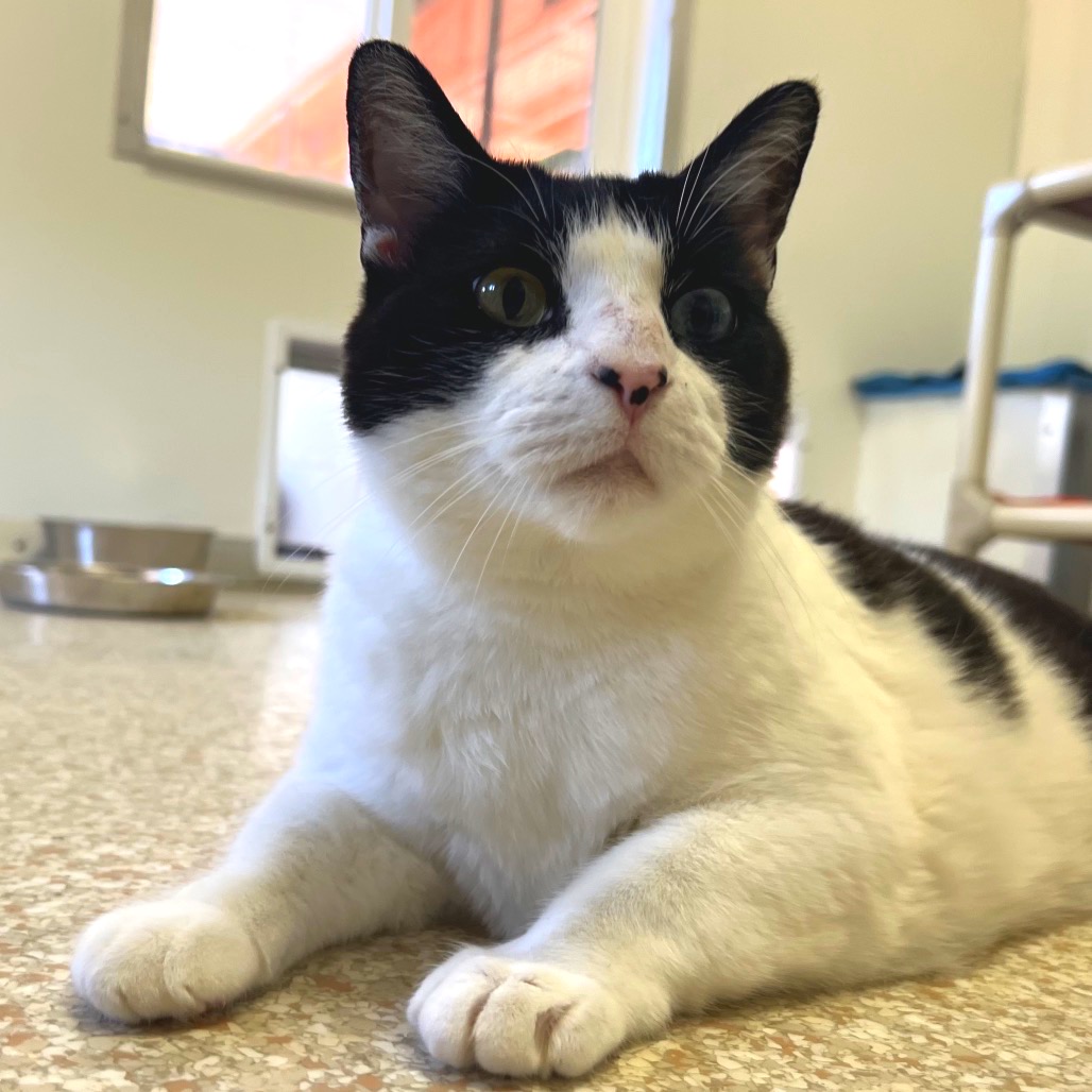 Airey - Domestic Shorthair