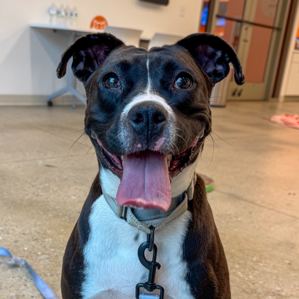 Georgia - Boxer/Mixed Breed (Medium)