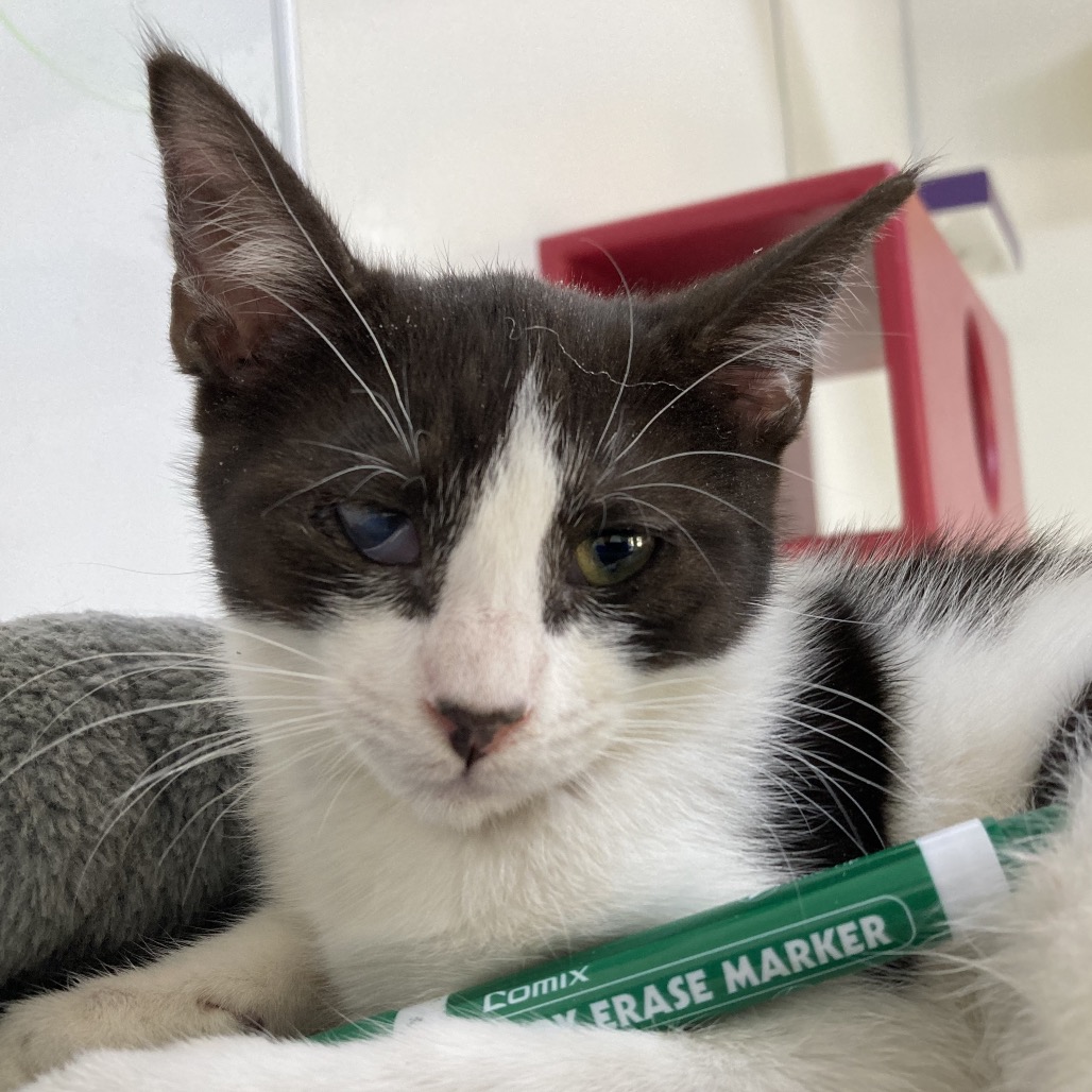 Albany - Domestic Shorthair