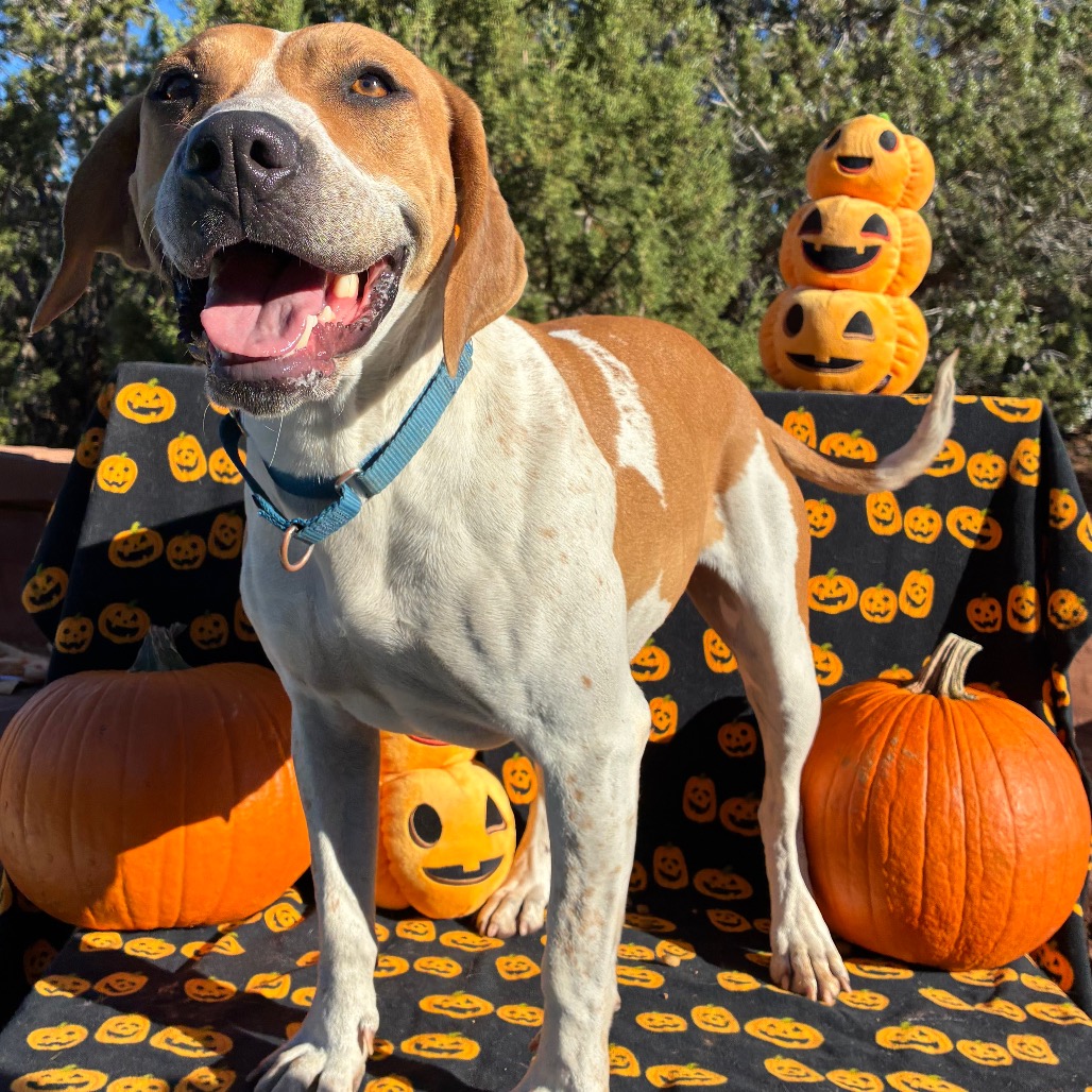 Daisy - Terrier, American Pit Bull/Mixed Breed (Medium)