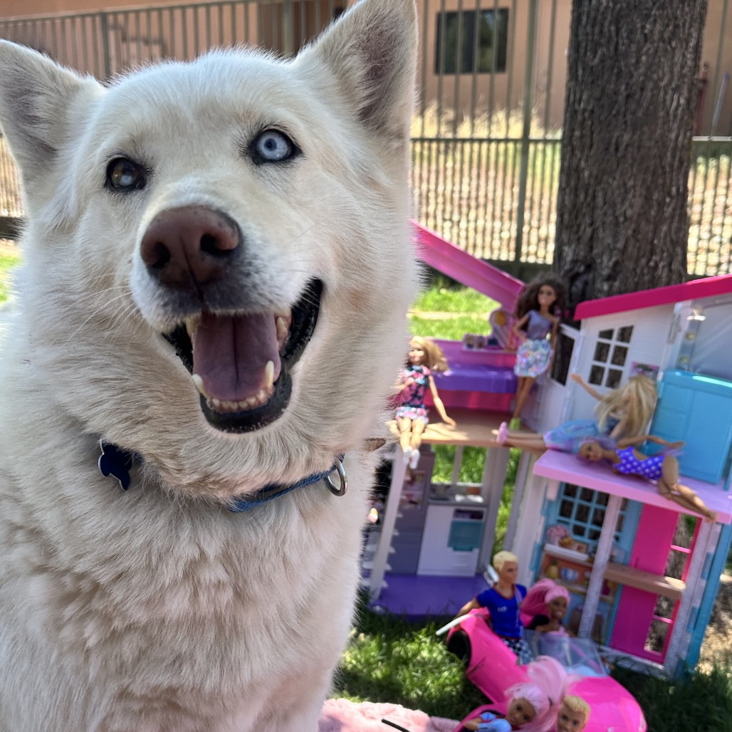 Barbie - Husky