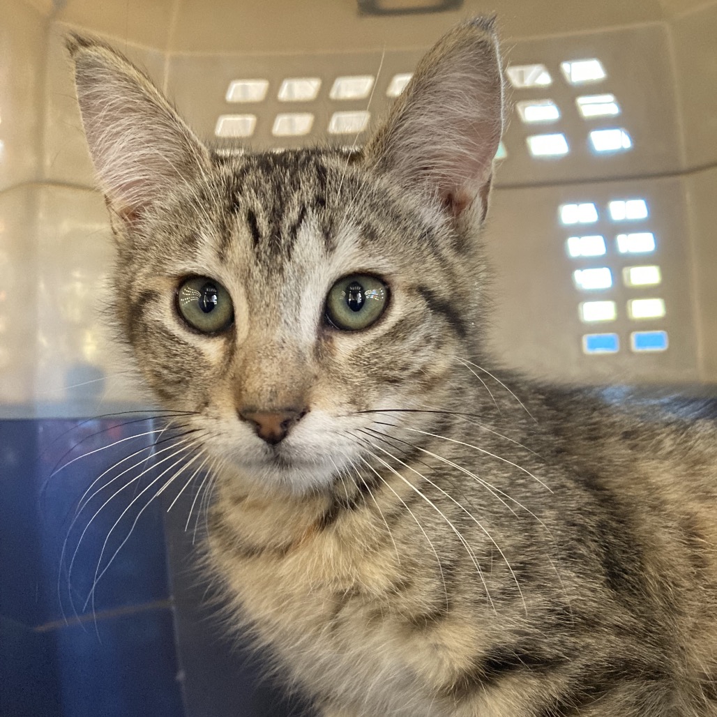 Almond Milk - Domestic Shorthair