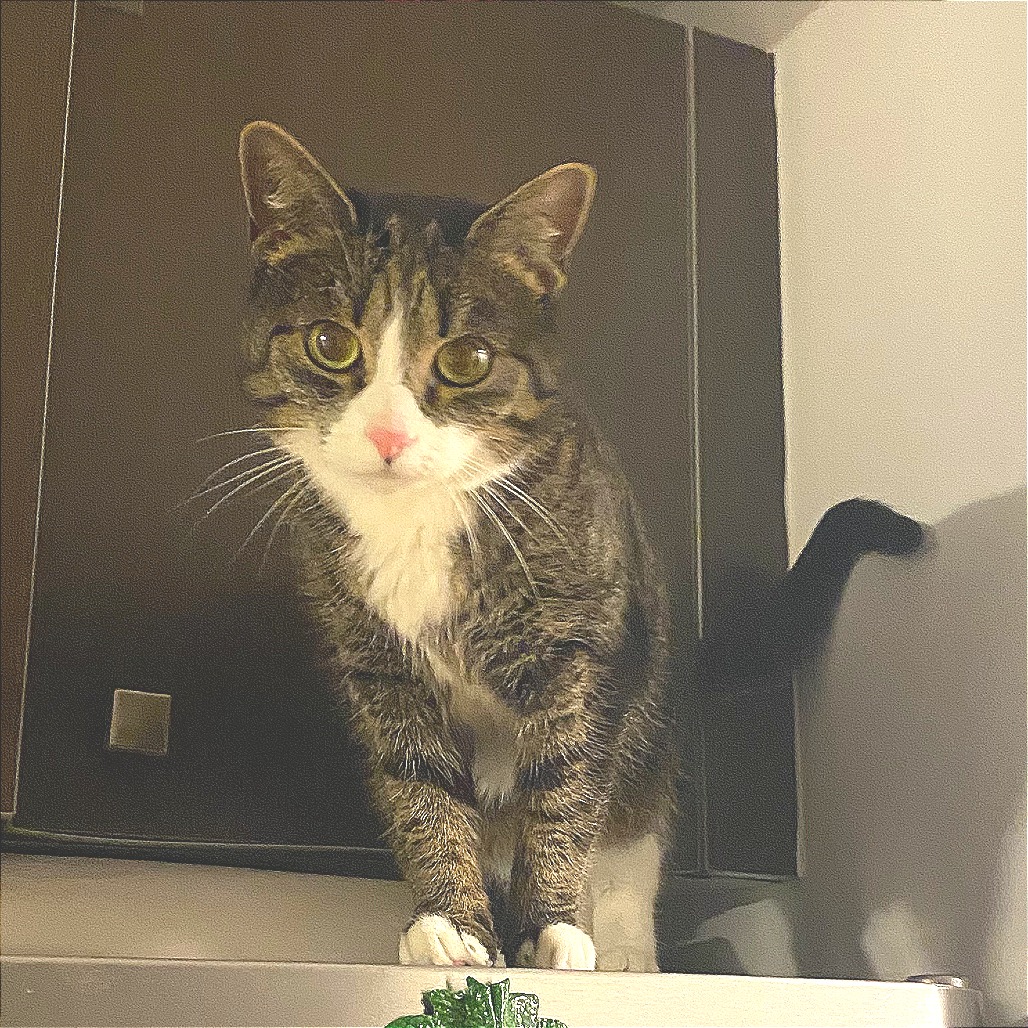 Adelaide - Domestic Shorthair