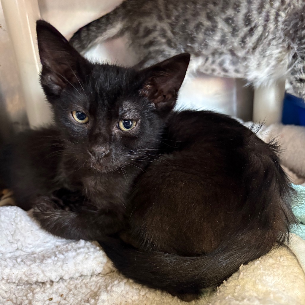 Paco - Domestic Shorthair