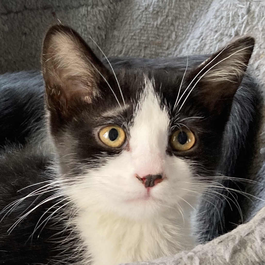 Antiquity - Domestic Shorthair