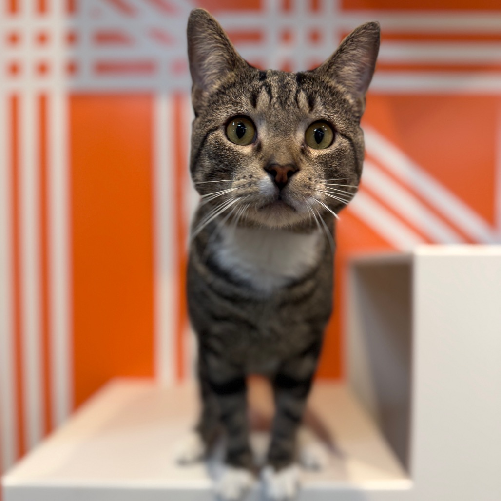 Brian - Domestic Shorthair