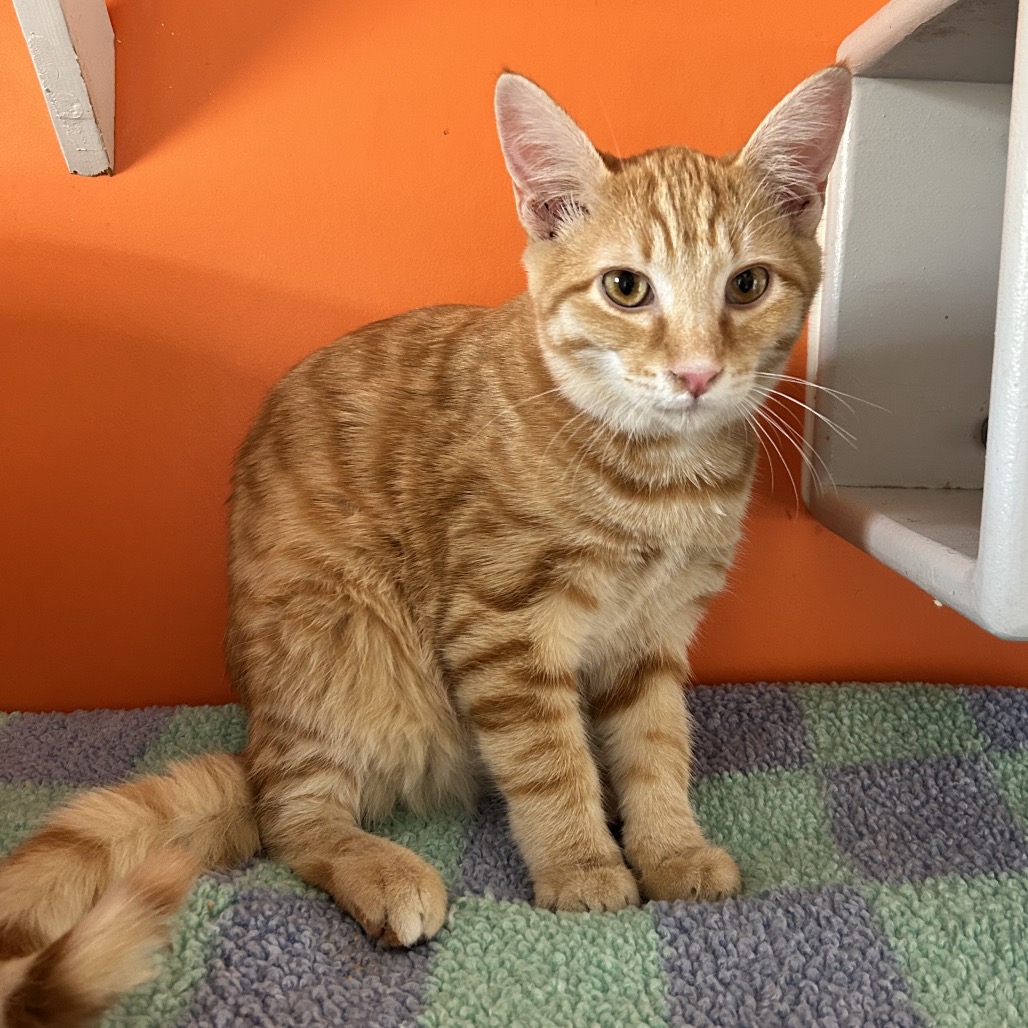 Angus - Domestic Shorthair