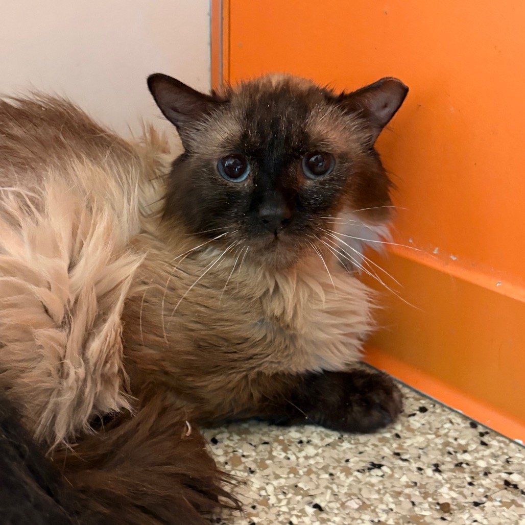 Abo - Domestic Longhair