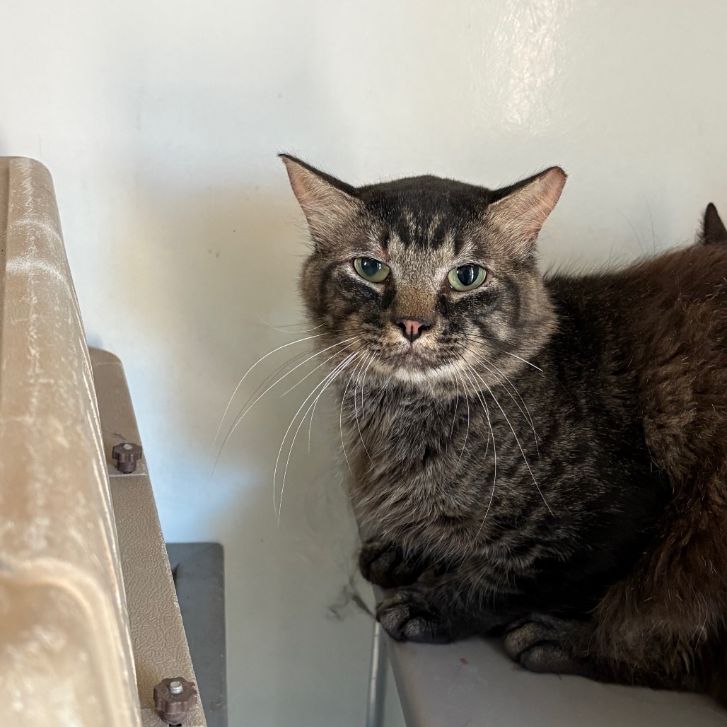Anwar - Domestic Medium Hair