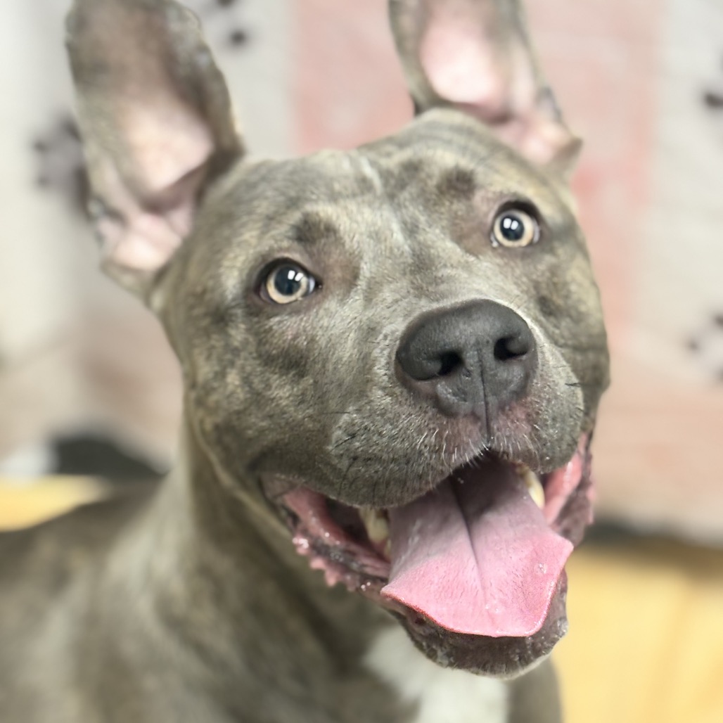 Dax - Terrier, American Pit Bull