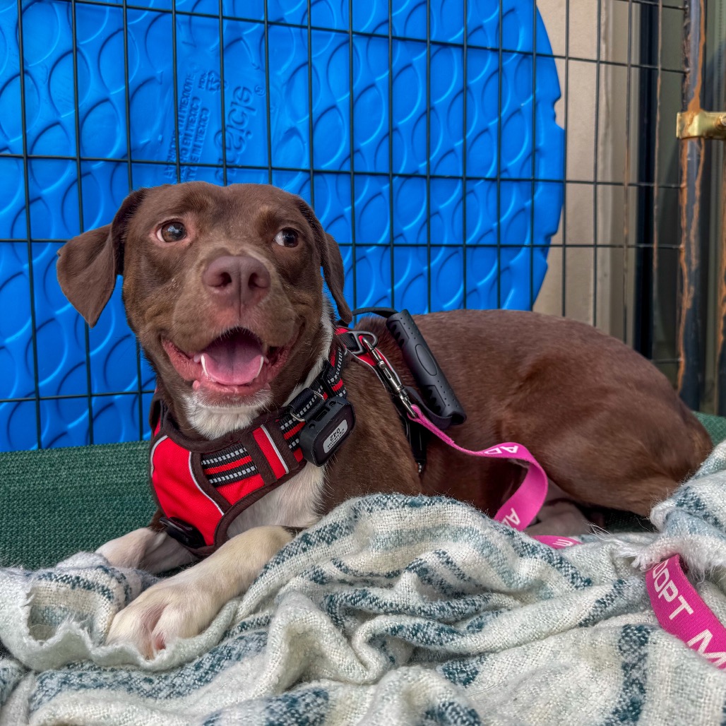 Esperanza - Mixed Breed (Medium)