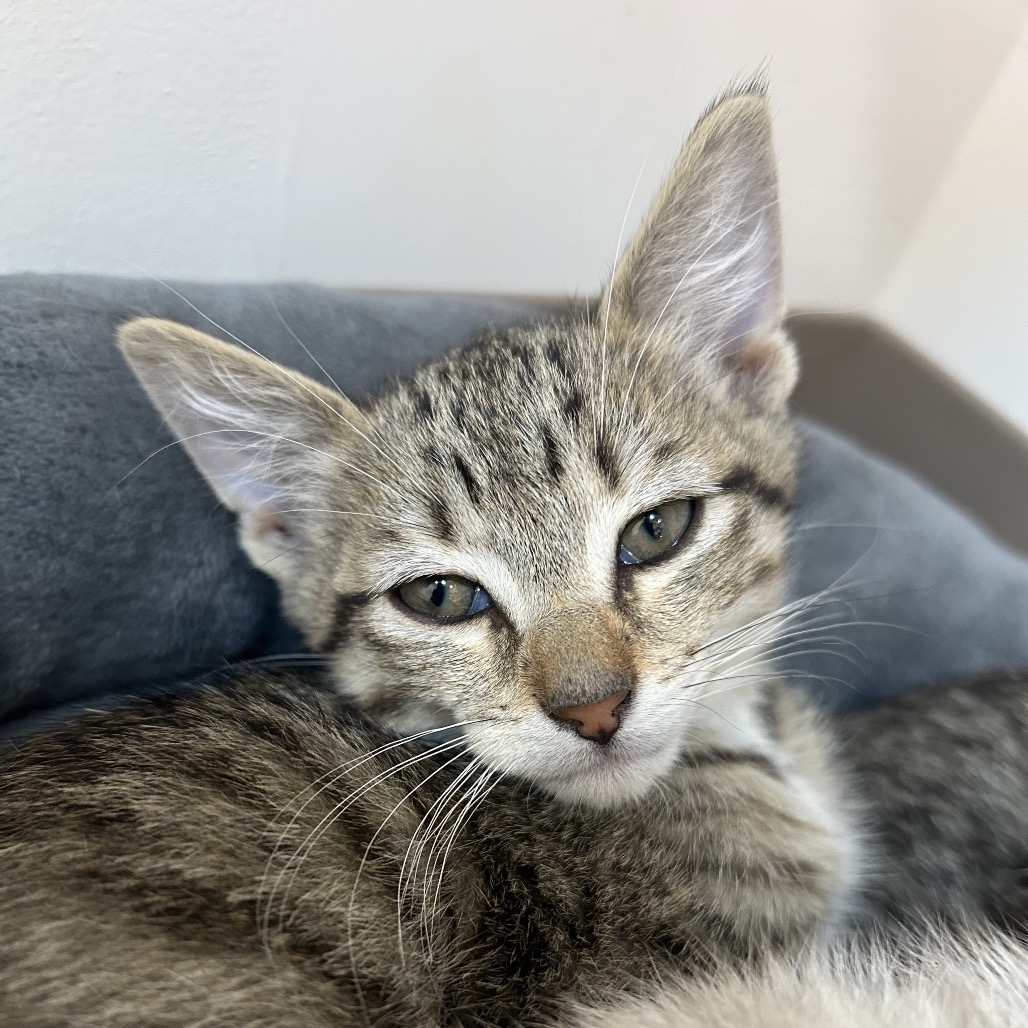 Catamaran - Domestic Shorthair