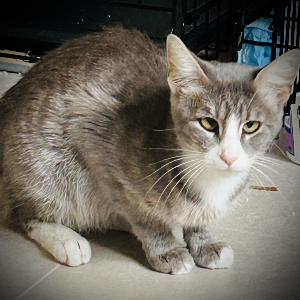 Clancy - Domestic Shorthair