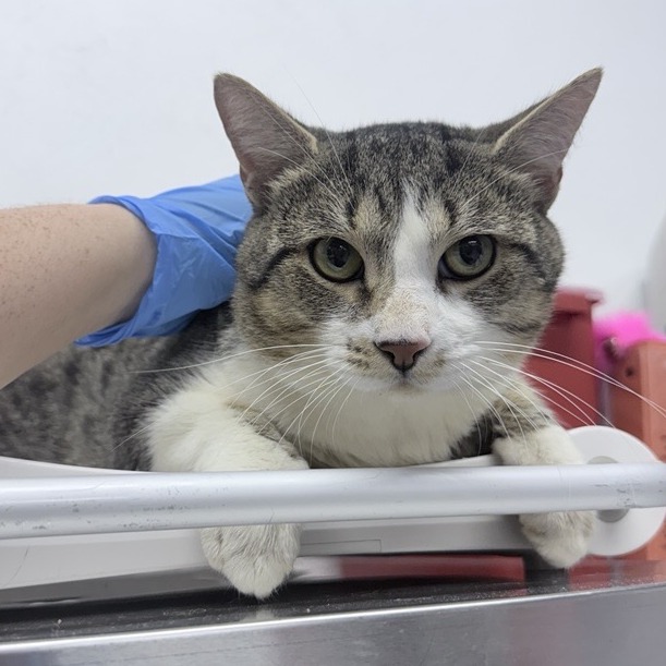 Bobby - Domestic Shorthair