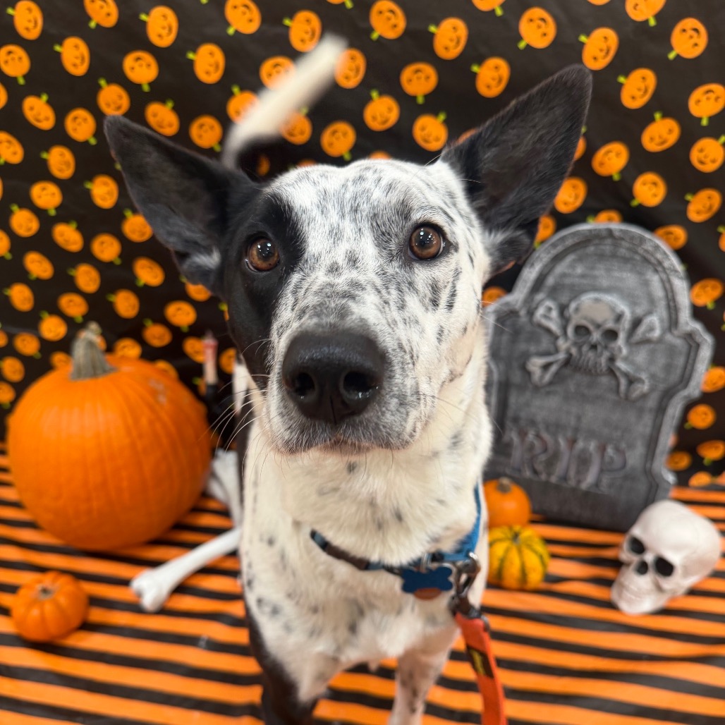 Burke - Cattle Dog/Mix