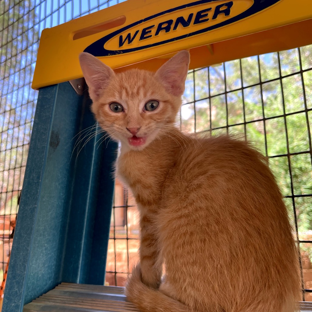 Ahava - Domestic Shorthair
