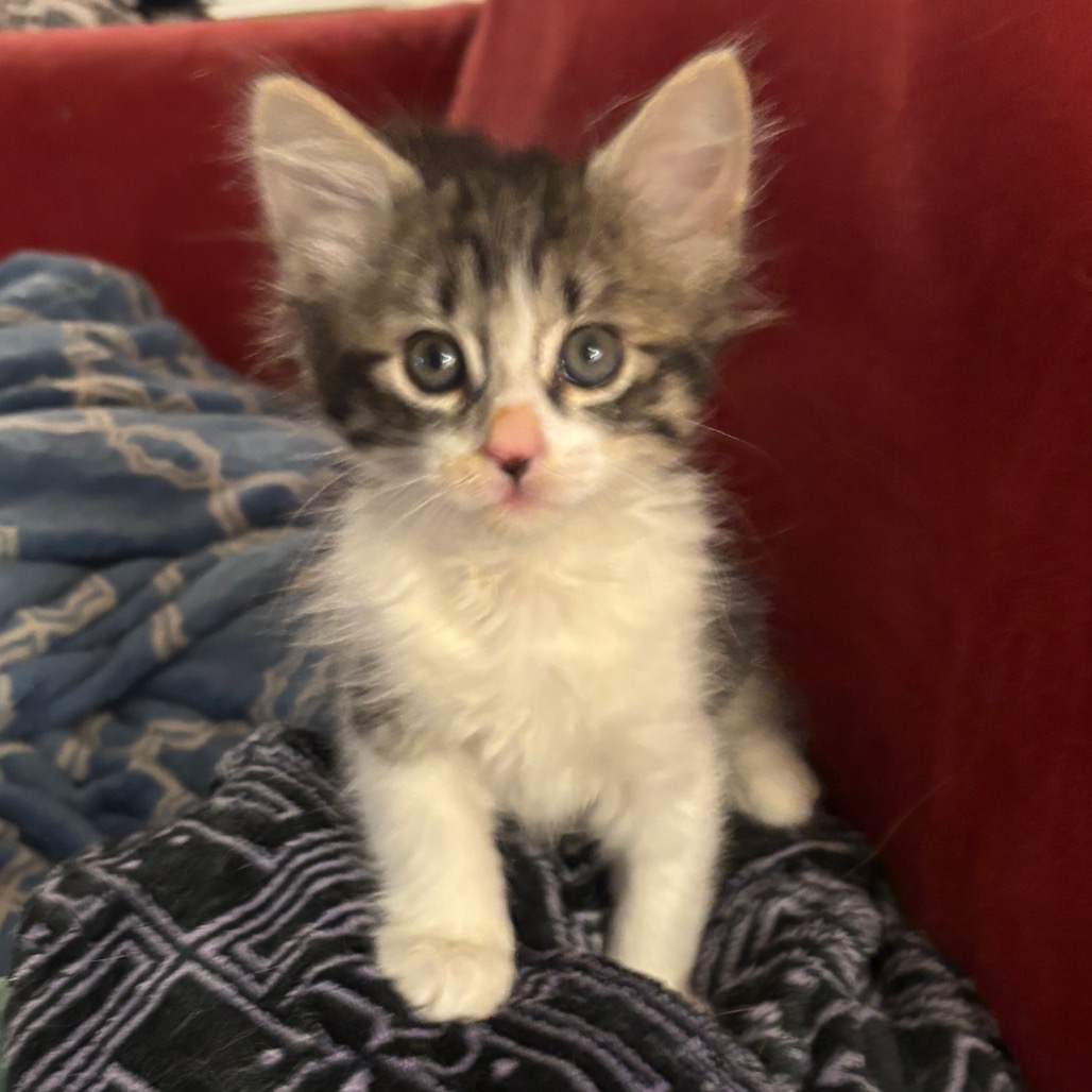 Albatross - Domestic Shorthair