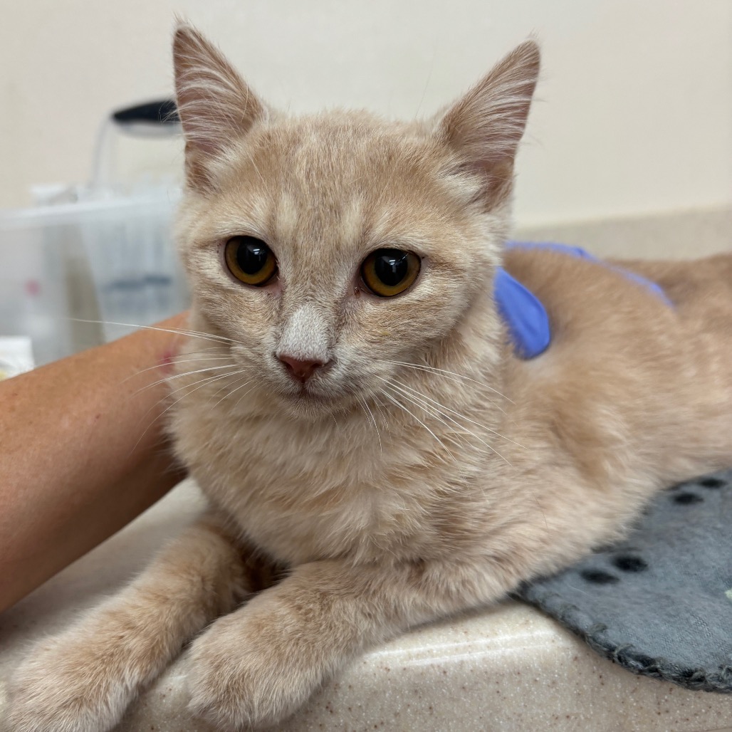 Amulet - Domestic Shorthair