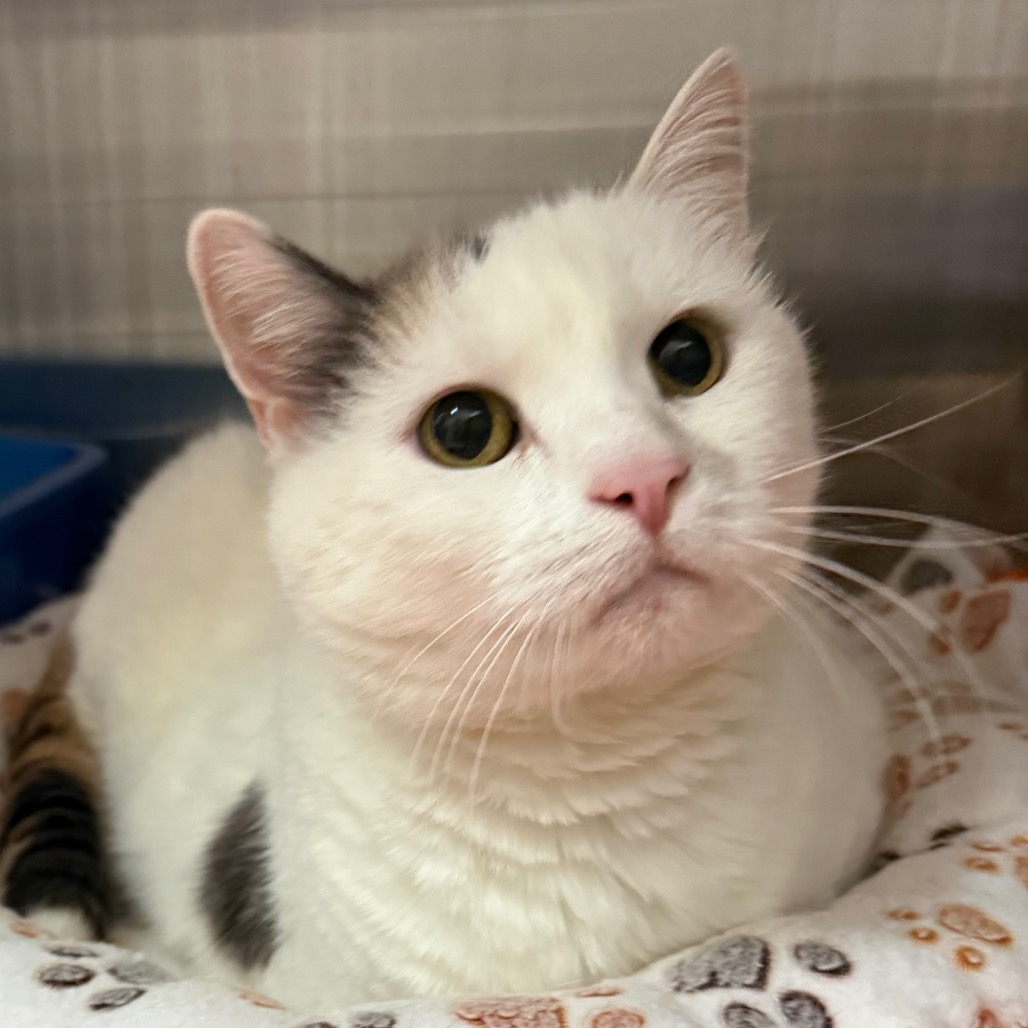 Alani - Domestic Shorthair