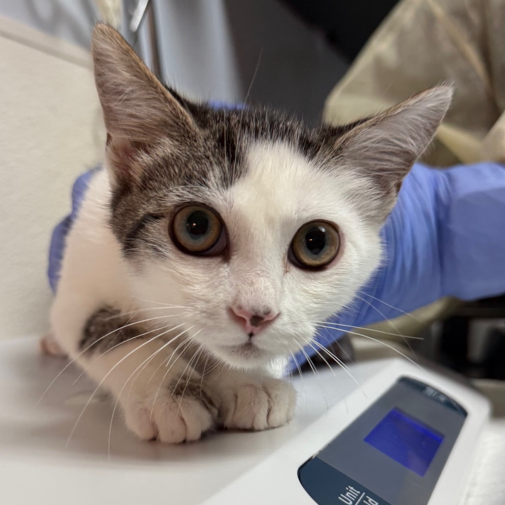 Creek - Domestic Shorthair