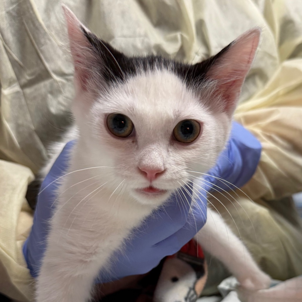 Canyon - Domestic Shorthair