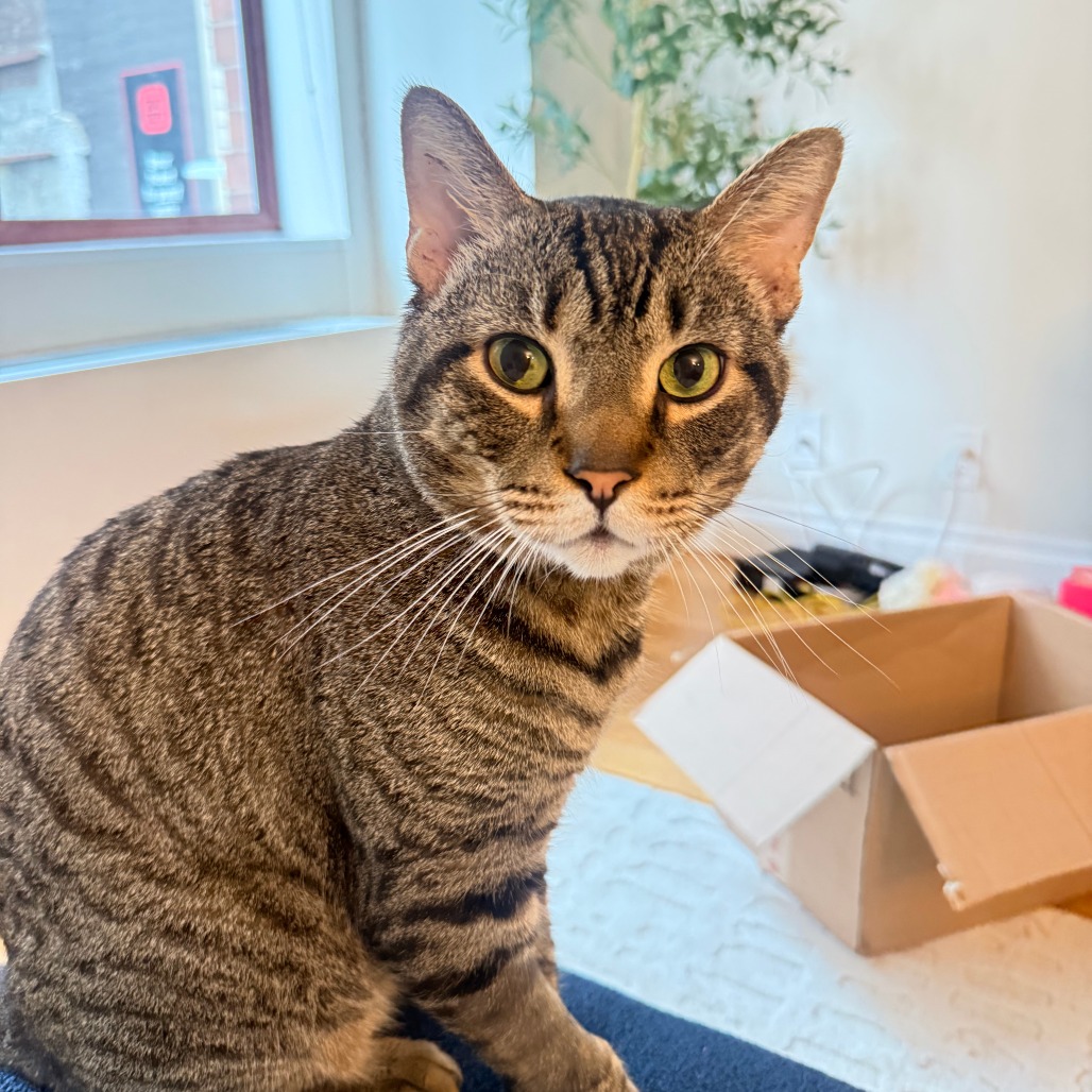 Chai - Domestic Shorthair