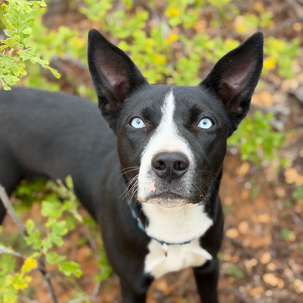 Batgirl - Collie, Border/Mix