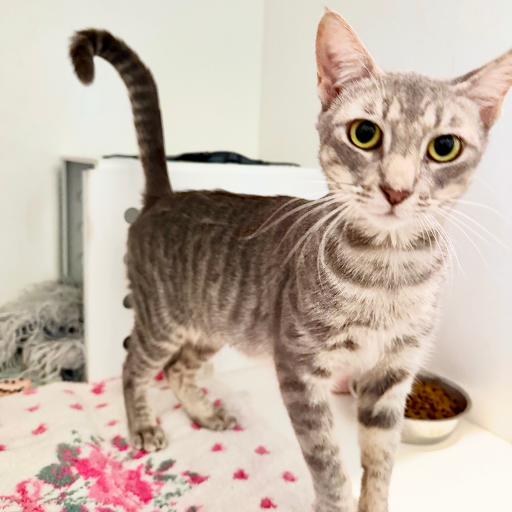 Peggy - Domestic Shorthair