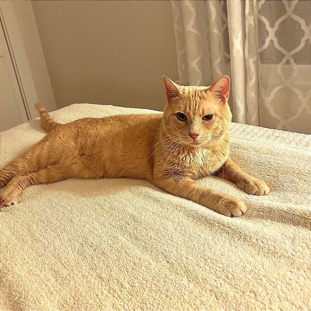 Augustus - Domestic Shorthair