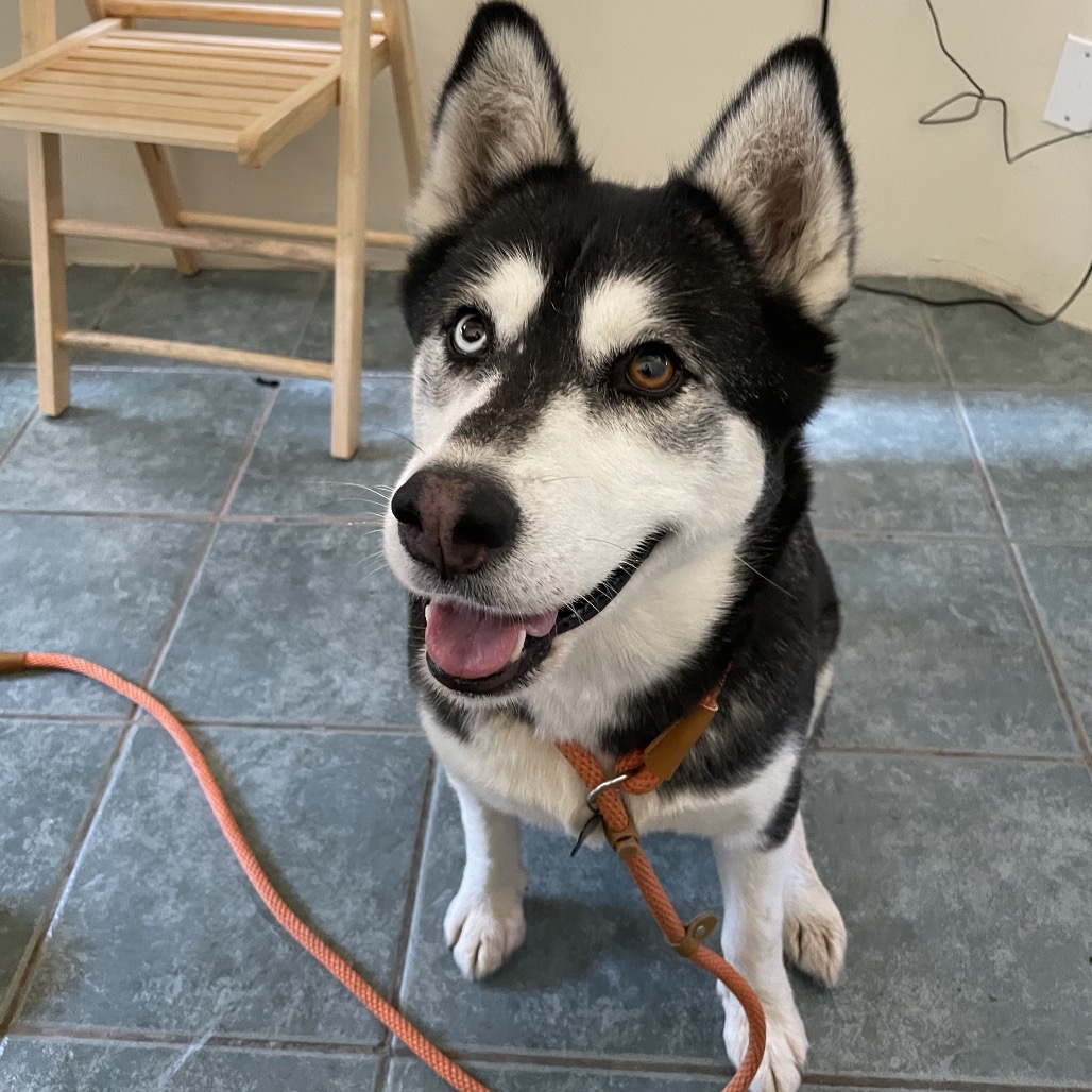 Goth - Husky, Siberian/Mix