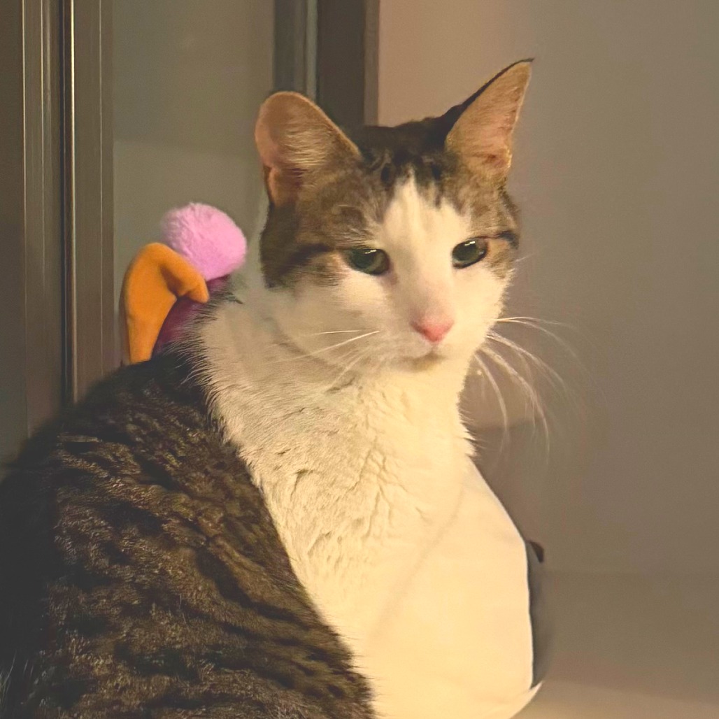 Cookie - Domestic Shorthair