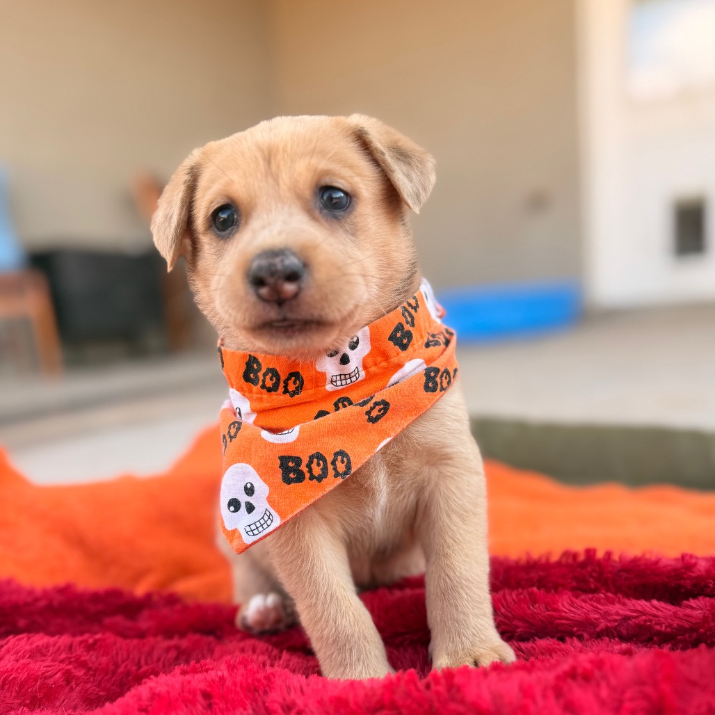 Baby Boo - Basenji/Catahoula Leopard Dog