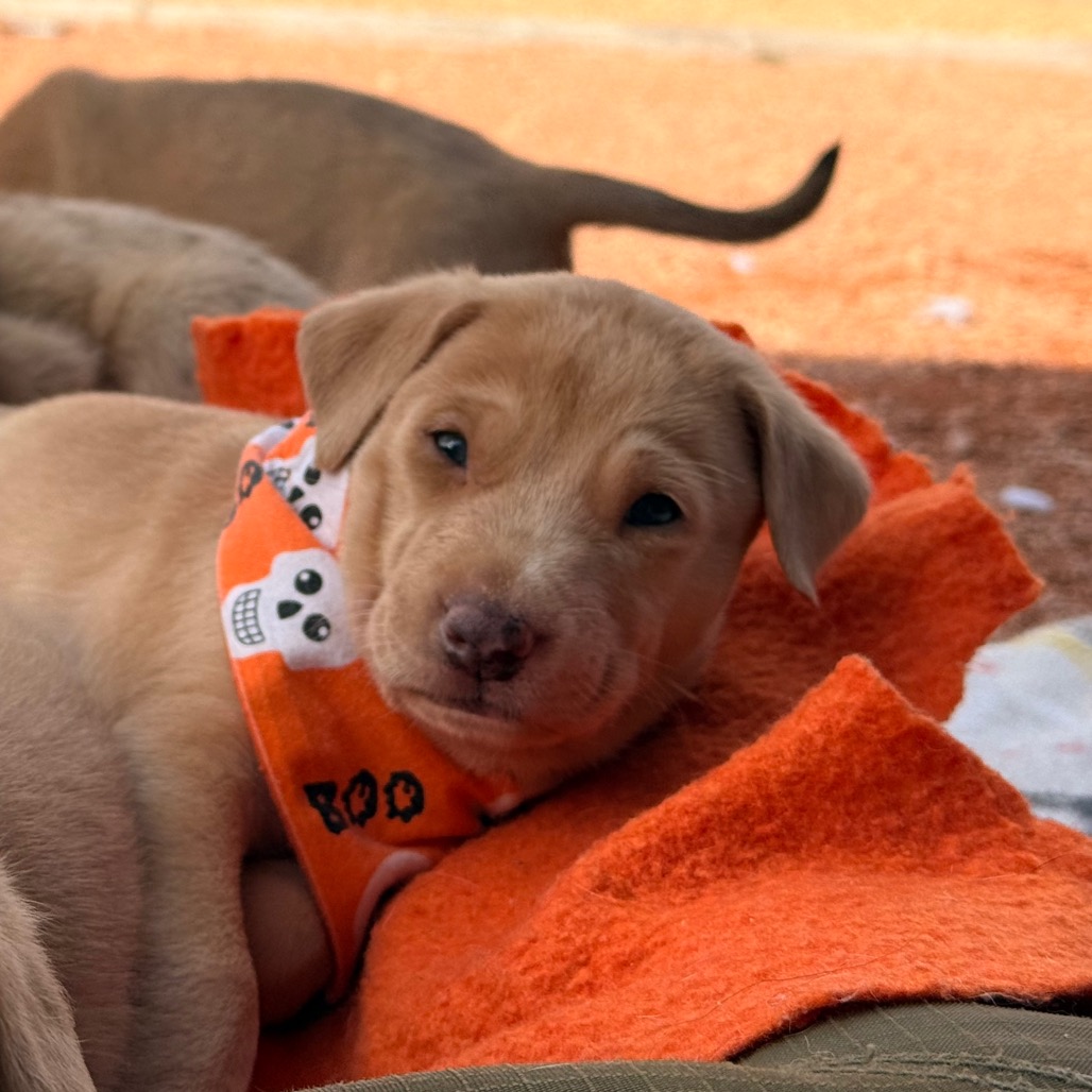 Kabocha - Basenji/Catahoula Leopard Dog