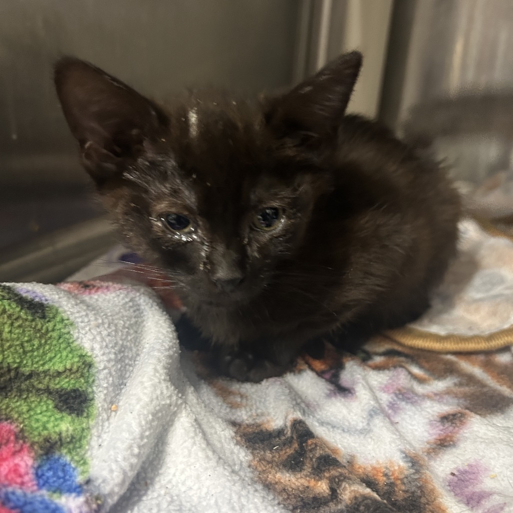 Cordelia - Domestic Shorthair