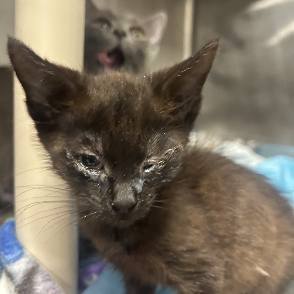 Buffy - Domestic Shorthair