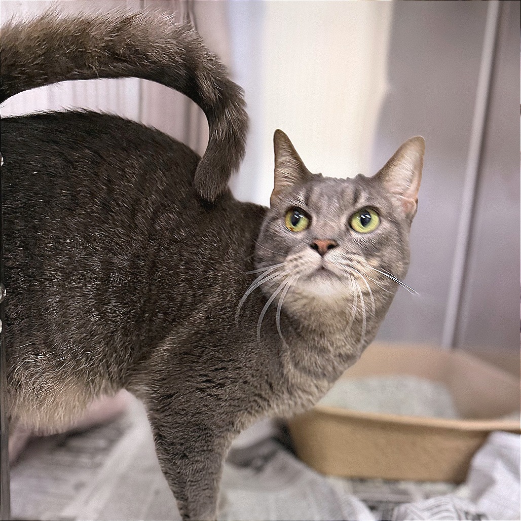 Boo - Domestic Shorthair