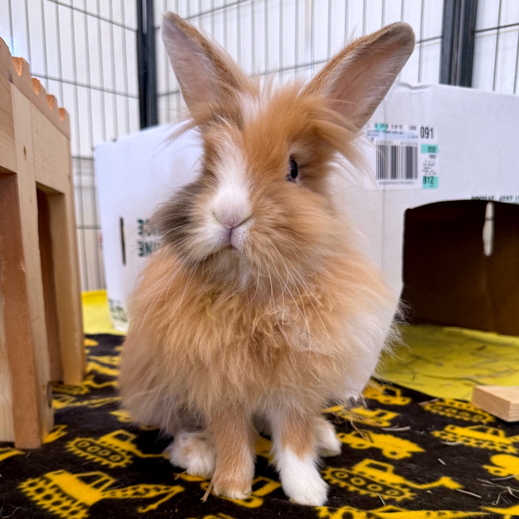 Aphrodite - Lionhead
